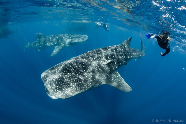 Shark Diving with Shawn Heinrichs