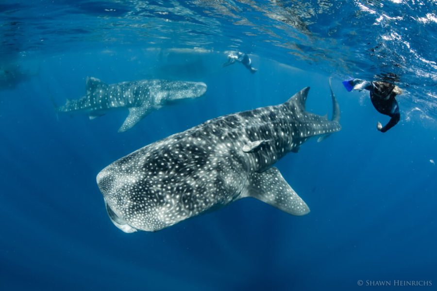 Shark Diving with Shawn Heinrichs